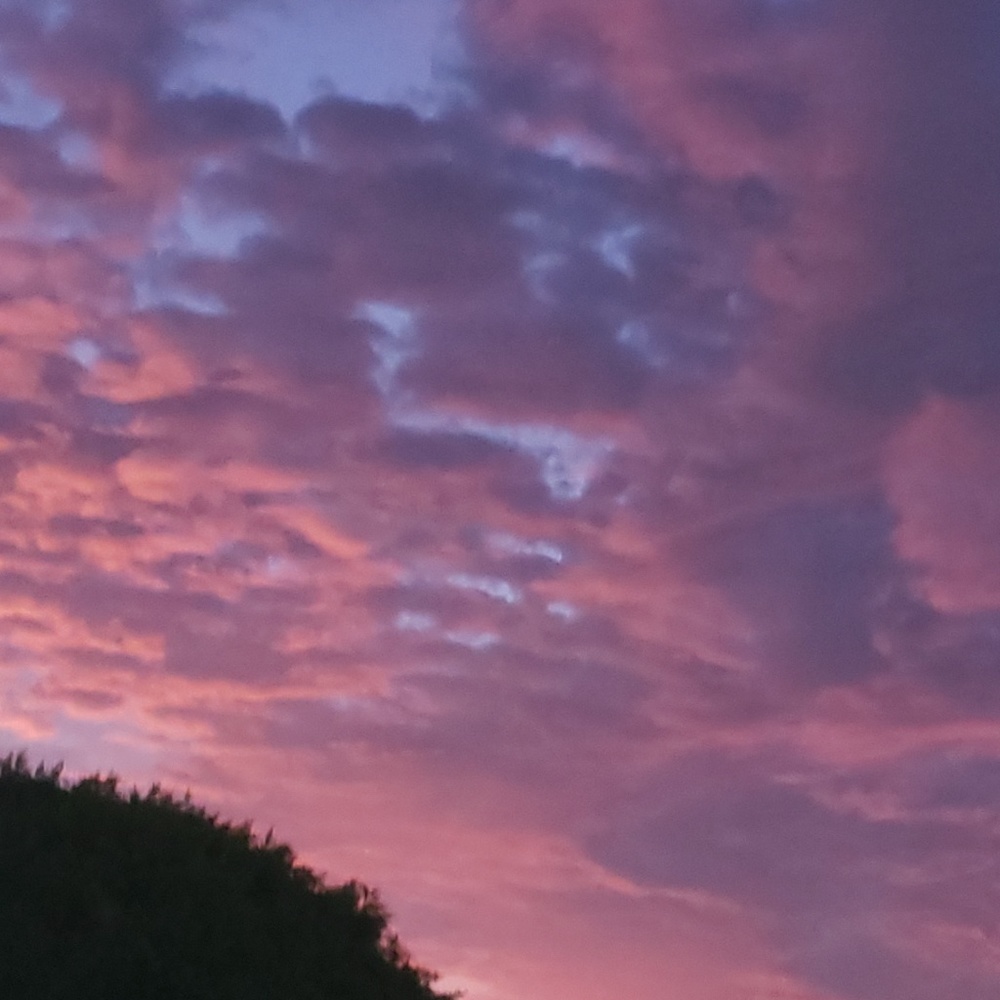 Meet your Posher, Rose